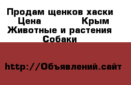 Продам щенков хаски › Цена ­ 10 000 - Крым Животные и растения » Собаки   